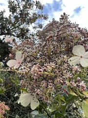 Hydrangea peruviana