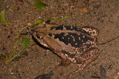 Rhinella icterica
