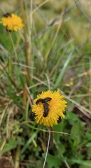 Astylus quadrilineatus