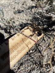 Chenopodium atrovirens