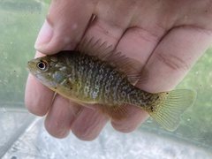Lepomis macrochirus × cyanellus