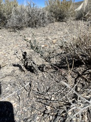 Chenopodium atrovirens