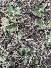 Alternanthera pungens