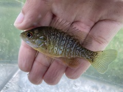 Lepomis macrochirus × cyanellus