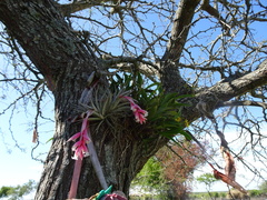 Tillandsia recurvifolia