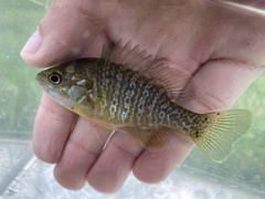 Lepomis macrochirus × cyanellus