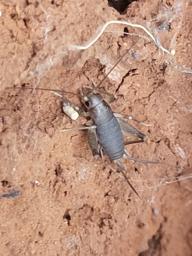 Saussure’s scaly cricket