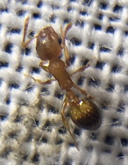 Temnothorax nylanderi