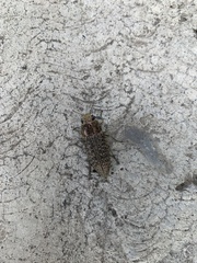 Lampetis cupreopunctata