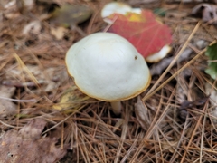 Hygrophorus chrysodon