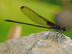 Hetaerina cruentata
