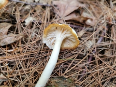 Hygrophorus chrysodon