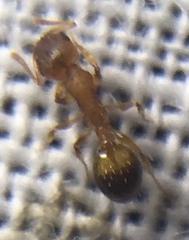 Temnothorax nylanderi