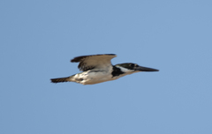 Chloroceryle amazona