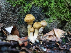 Armillaria mellea