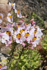Alstroemeria magnifica