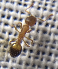 Temnothorax nylanderi