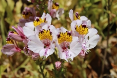 Alstroemeria magnifica