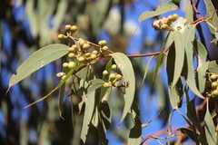 Eucalyptus tetrodonta