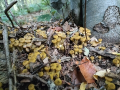 Armillaria mellea
