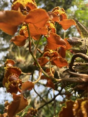 Cyrtochilum