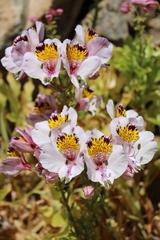 Alstroemeria magnifica