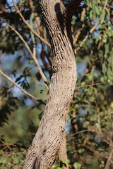 Eucalyptus tetrodonta