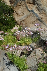 Alstroemeria magnifica