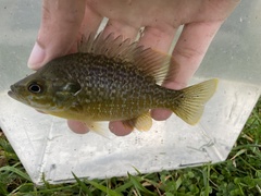 Lepomis macrochirus × cyanellus