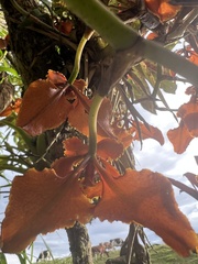 Cyrtochilum