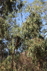 Eucalyptus tetrodonta