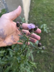 Cirsium arvense