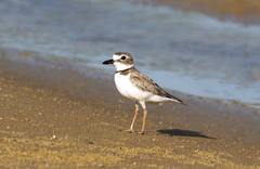 Charadrius wilsonia