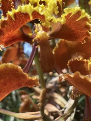 Cyrtochilum