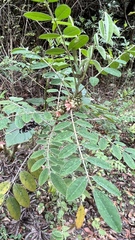 Indigofera suffruticosa