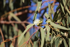 Eucalyptus tetrodonta