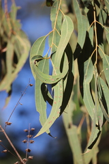 Eucalyptus tetrodonta