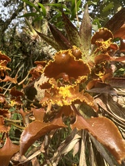 Cyrtochilum