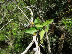 Dolichandra cynanchoides