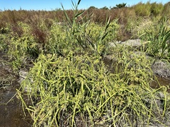 Cyperus virens