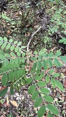 Indigofera suffruticosa