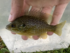 Lepomis macrochirus × cyanellus