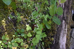 Tiarella trifoliata trifoliata