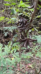 Indigofera suffruticosa