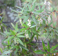 Leucopogon fasciculatus