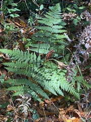 Dryopteris arguta