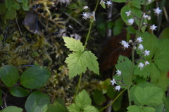 Tiarella trifoliata trifoliata