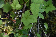 Tiarella trifoliata trifoliata