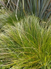 Carex secta