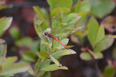 Sympetrum vicinum